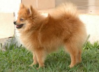 /album/galeria%20de%20fotos%3a%20nossos%20campe%c3%b5es/lalau-jpg/